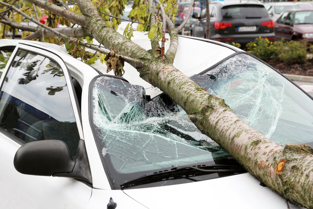 Повреждение автомобиля от упавшего дерева